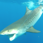 april islamorada tiger shark