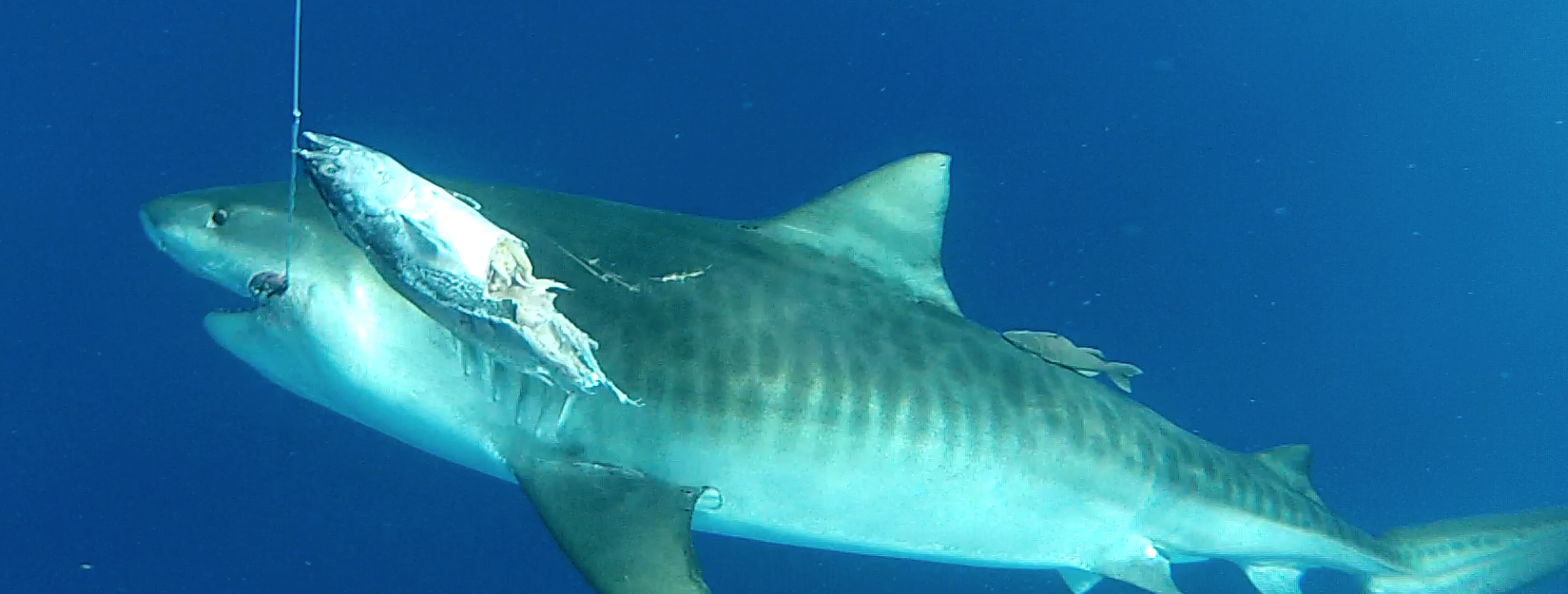 4-15-14 tiger shark