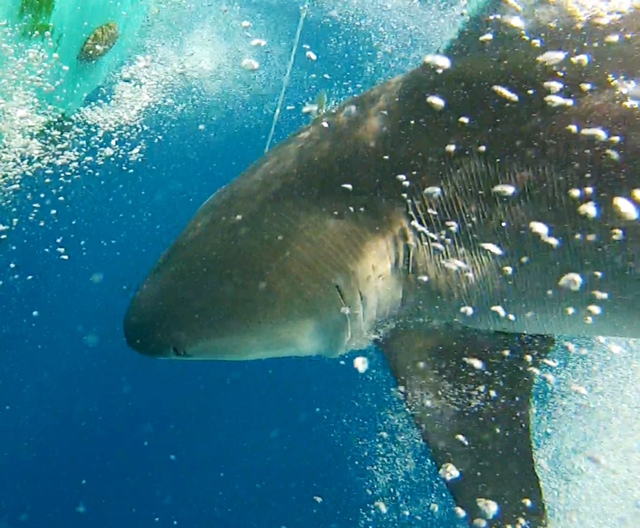 4/7/14 Big Bull Shark! Islamorada Shark Fishing